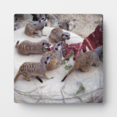 Fleisch fressende Fleischkatzen mit Teebechern, Fotoplatte (Vorderseite)