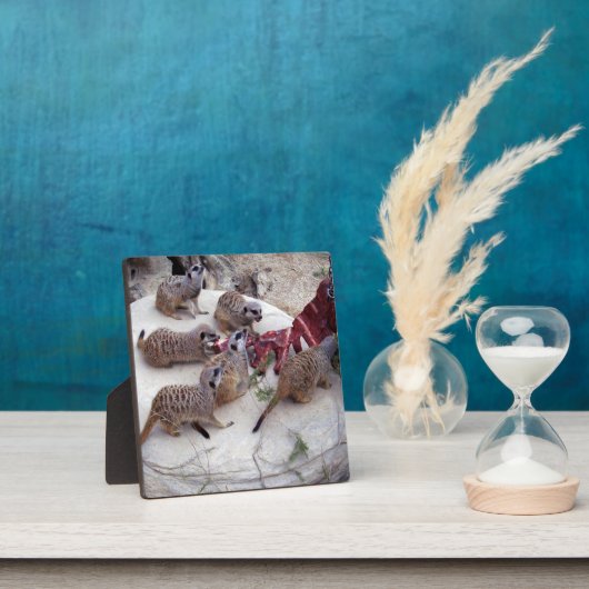 Fleisch fressende Fleischkatzen mit Teebechern, Fotoplatte (InSitu)