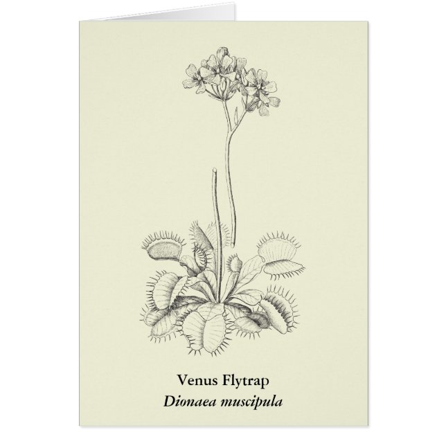 Fleisch fressende Pflanzen-botanische Kunst (Vorne)