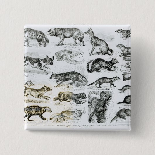 Fleisch fressende Tiere Button (Vorderseite)