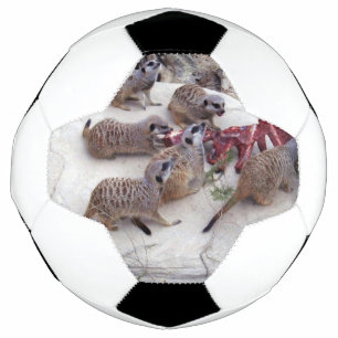 Fleischfressende Erdmännchen mit Rippen zum Tee, Fußball