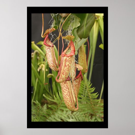 Fleischfresser-Pflanze Poster (Vorne)
