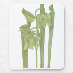 Fleischfresser-Pflanze - Sarracenia flava Mousepad