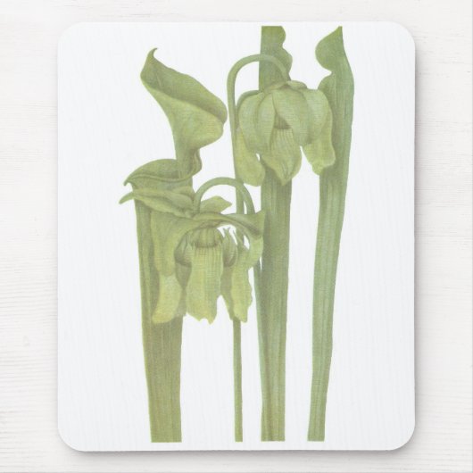 Fleischfresser-Pflanze - Sarracenia flava Mousepad (Vorne)
