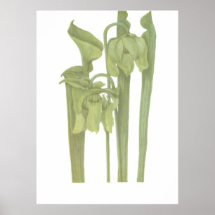 Fleischfresser-Pflanze - Sarracenia flava Poster