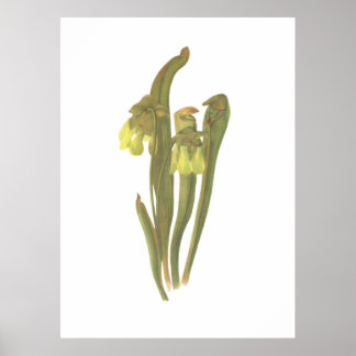Fleischfresser-Pflanze - Sarracenia-Moll Poster