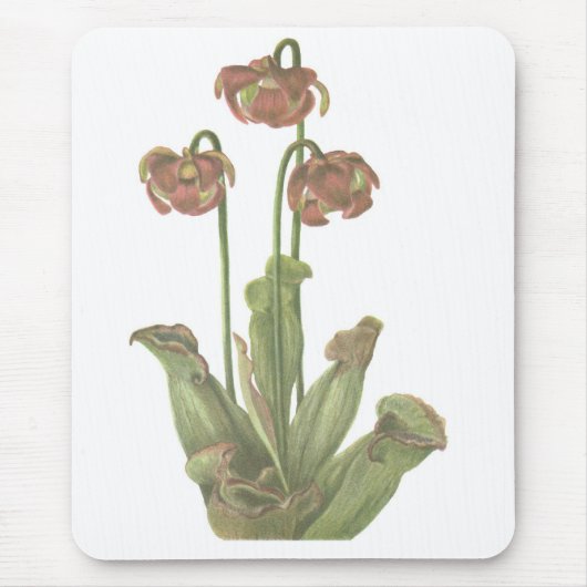 Fleischfresser-Pflanze - Sarracenia purpurea Mousepad (Vorne)