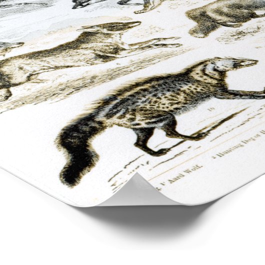 Fleischfresser Poster (Ecke)