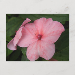Fleißiges Lieschen in Blassrosa Blüten Postkarte