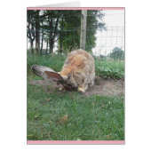 Flemish giant (Vorne)