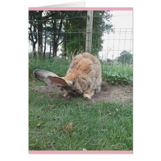 Flemish giant (Vorne)