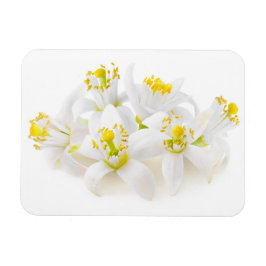 Fleur d'oranger magnet