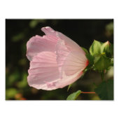 Fleur, Kodak Berufliches Foto (Vorne)