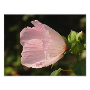 Fleur, Kodak Berufliches Foto