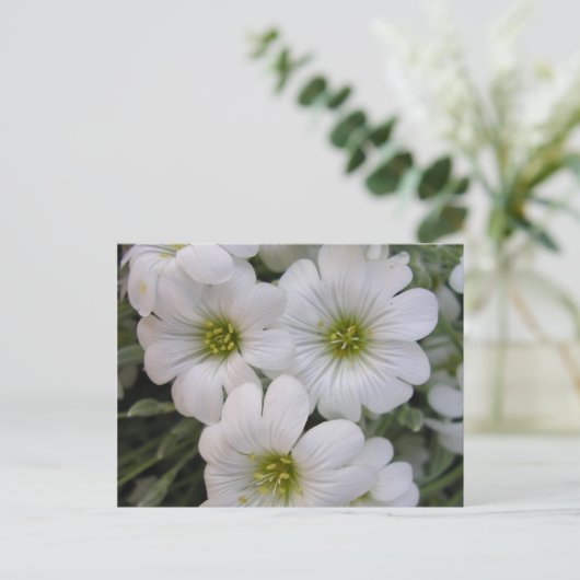 Fleurs blanches postkarte (Stehend Vorderseite)