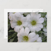 Fleurs blanches postkarte (Vorne/Hinten)