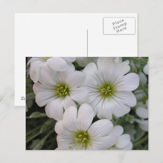 Fleurs blanches postkarte (Vorne/Hinten)