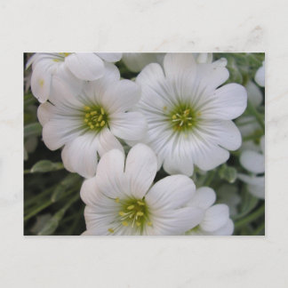 Fleurs blanches postkarte