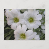Fleurs blanches postkarte (Vorderseite)