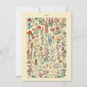 Fleurs Botanische Wildblume Gartendiagramm