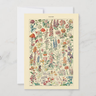 Fleurs Botanische Wildblume Gartendiagramm