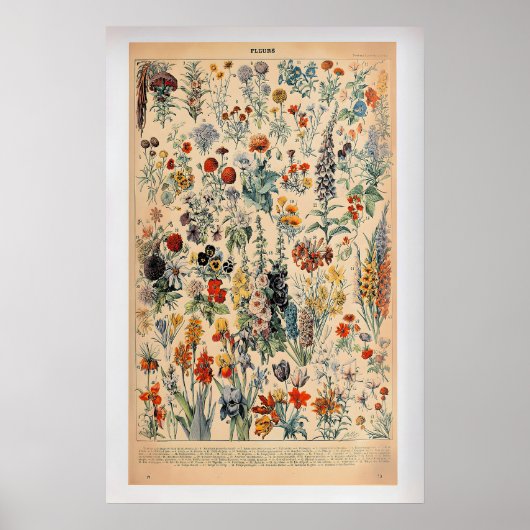 Fleurs by Adolphe Millot  Vintage Botanical Poster (Vorne)