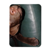 Flexi Magnet Labrador Lorenzo (Vertikal)