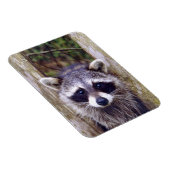 Flexible Foto Magnet mit Raccoon (Rechte Seite)