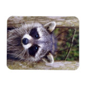 Flexible Foto Magnet mit Raccoon (Horizontal)