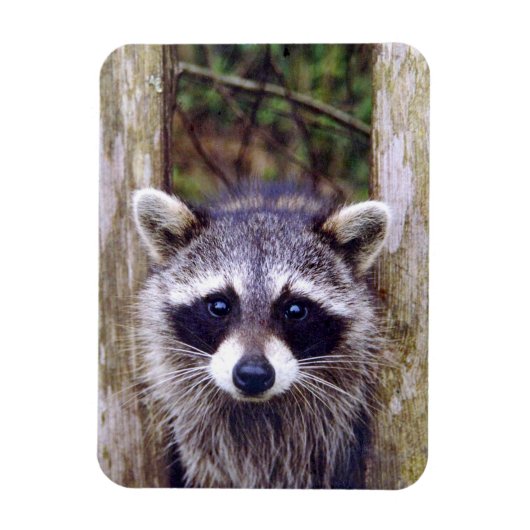 Flexible Foto Magnet mit Raccoon (Vertikal)