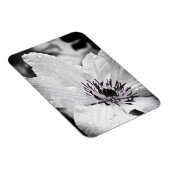 Flexible Magnet - Blume von White Clematis (Rechte Seite)
