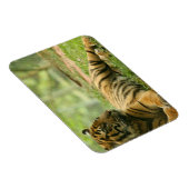 Flexible Tiger-Magnet Magnet (Rechte Seite)