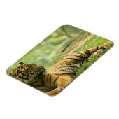 Flexible Tiger-Magnet Magnet (Linke Seite)