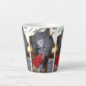 Flexibler Kongo Afrikanischer Grau-Papagei mit rot Milchtasse (Vorderseite)