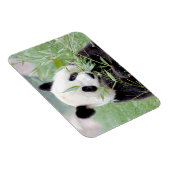 Flexibler Magnet Foto Riesenpanda , Tiere 0167. (Rechte Seite)