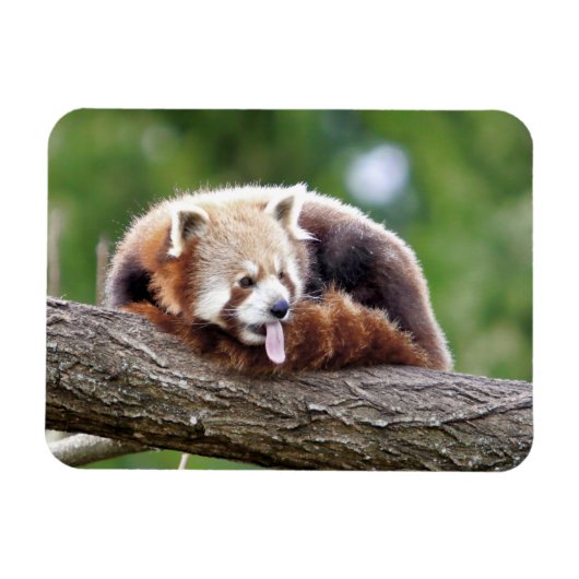 Flexibler Magnet Foto roter Panda , Tiere 0254. (Horizontal)