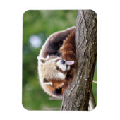 Flexibler Magnet Foto roter Panda , Tiere 0254. (Vertikal)