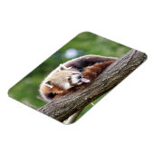 Flexibler Magnet Foto roter Panda , Tiere 0254. (Linke Seite)