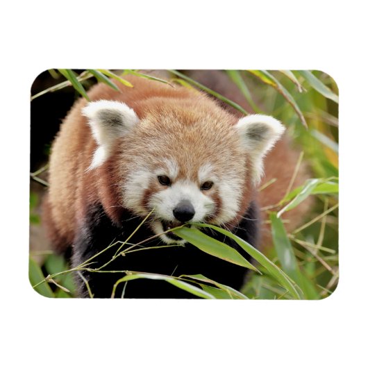 Flexibler Magnet Foto roter Panda , Tiere 0261. (Horizontal)