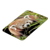 Flexibler Magnet Foto roter Panda , Tiere 0261. (Linke Seite)