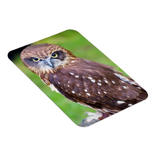 Flexibler Owl Magnet (Rechte Seite)