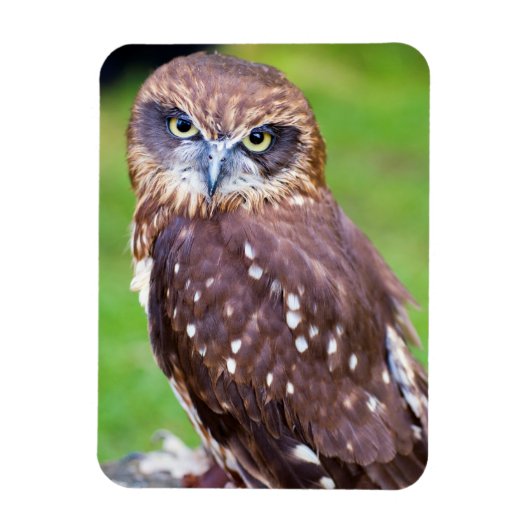 Flexibler Owl Magnet (Vertikal)