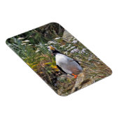 Flexibles Foto Magnet des Puffins (Rechte Seite)