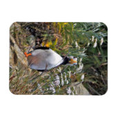 Flexibles Foto Magnet des Puffins (Horizontal)