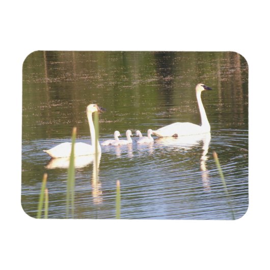 Flexibles Magnet für White Swan (Horizontal)