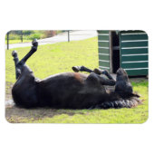 Flexibles Pferdemagnet Magnet (Horizontal)