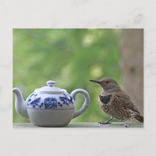 Flicker und Teapot Postkarte (Vorderseite)