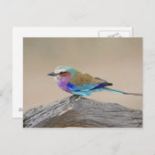 Flieder-breasted Rolle (Coracias Caudata) Postkarte (Vorne/Hinten)