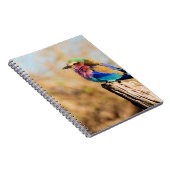 Flieder-Breasted Rollen-bunter afrikanischer Vogel Notizblock (Rechte Seite)