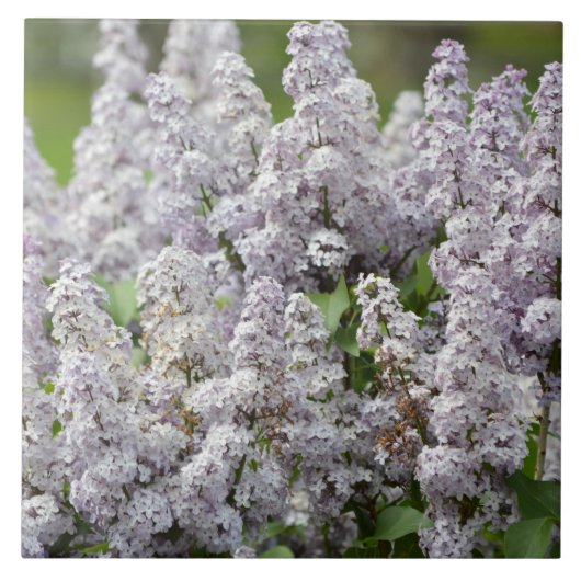 Flieder Fliese (Vorderseite)